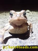 /home//u458753944/public_html/sourcegallery//Roxborough Toad Detour/2022/2022-03-19/P3190901.JPG